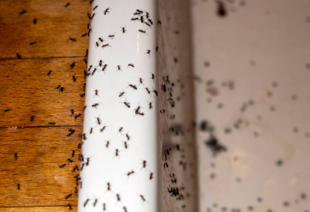 Best Pest Control for Homes  in Purdy, WA