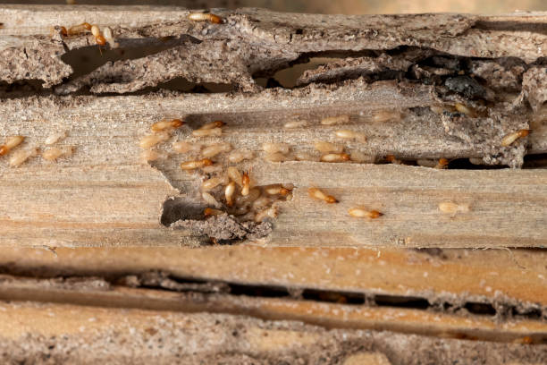 Best Exterminator Services  in Purdy, WA